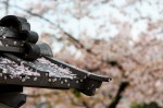 Pétales de cerisier après la pluie