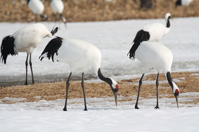 Grue Dans La Mouche L'oiseau Blanc Volant Rouge-a Couronné La Grue,  Japonensis De Grus, Avec L'aile Ouverte, Avec La Tempête De N Image stock -  Image du asie, horizontal: 97615407