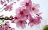 Cerisier en Fleurs